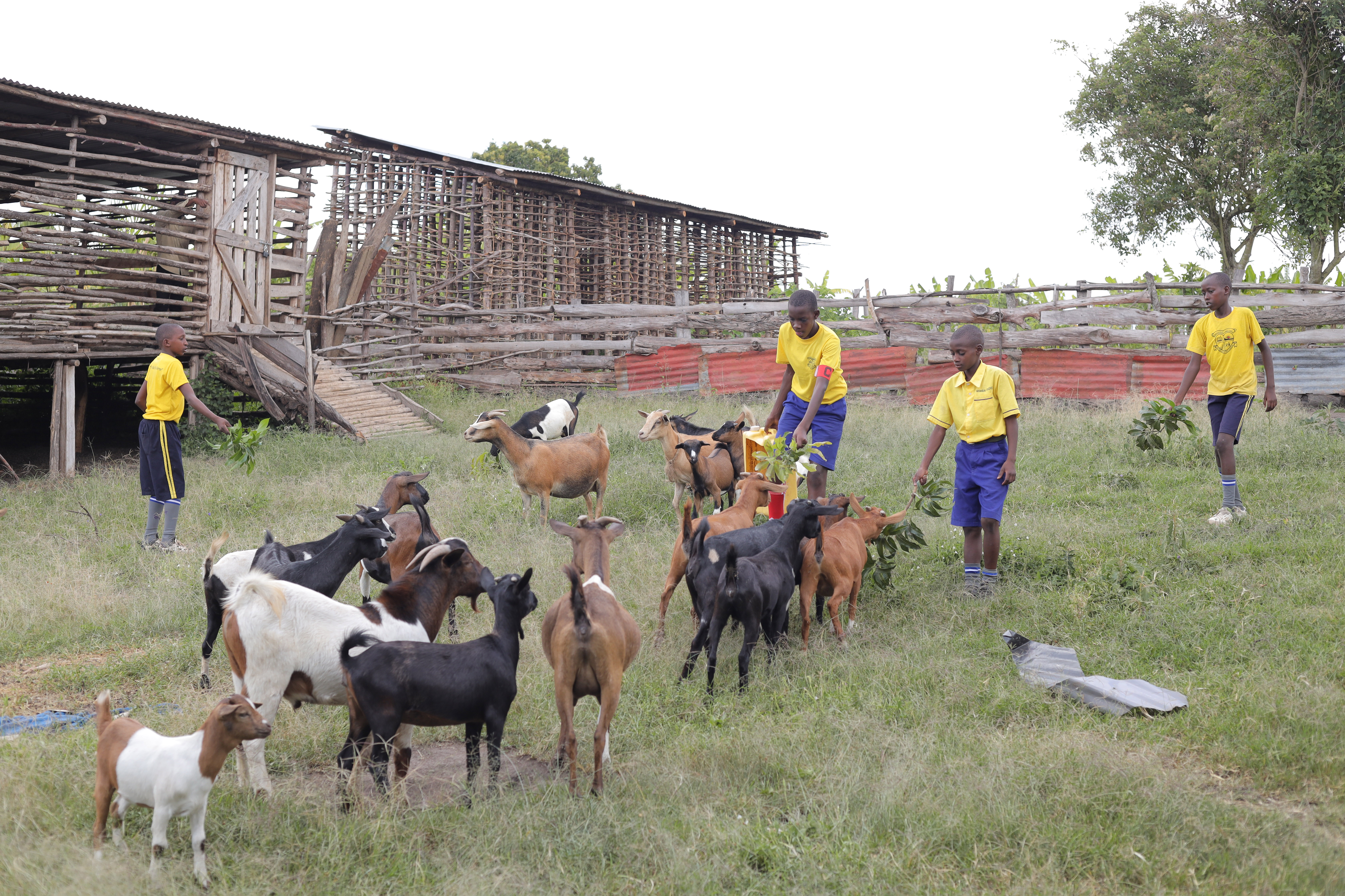 Children learning goat rearing