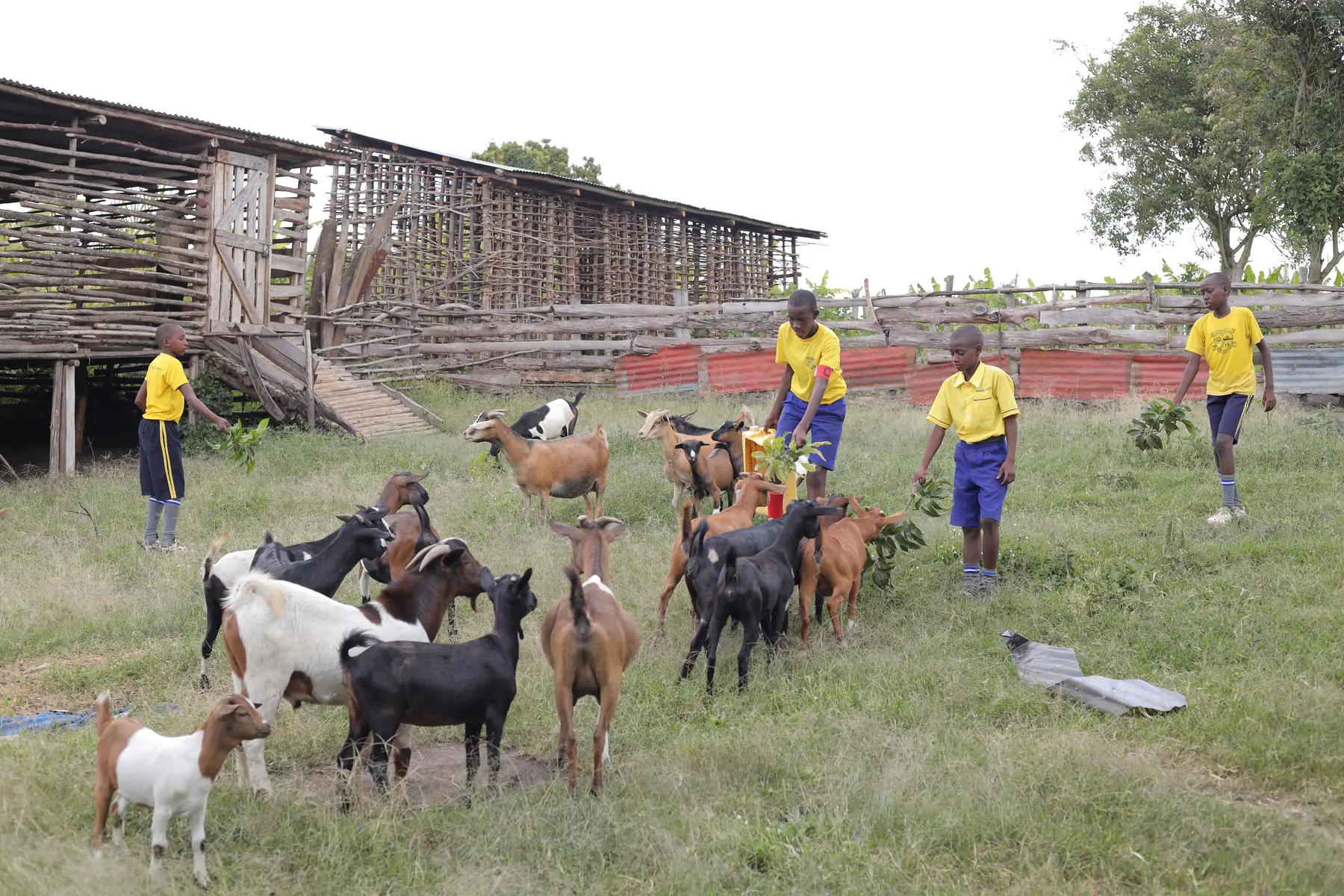 Children learning goat rearing